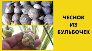 Как размножить чеснок бульбочками