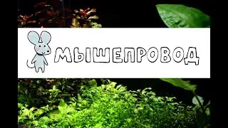 Мышепровод в квартире