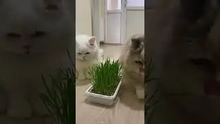 Kedi Çimi ! Masha ve Miya Chinchilla İran Kedisi anne ve kızı Cat kedi videoları