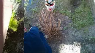 ENO planting today