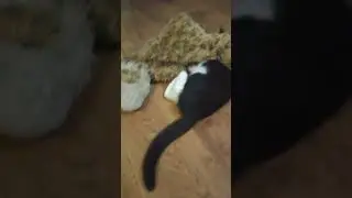 Приколы с котами