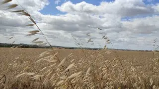Ранкова прогулянка в поля. Життя українських художників закордоном #влогукраїна  #влогукраїнською