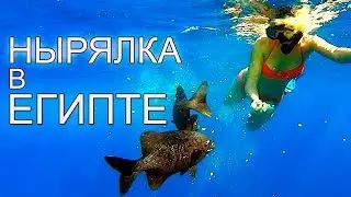 Подводная охота и отдых в Египте. Поездка в начале декабря.