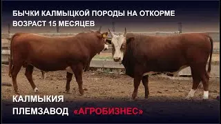 Бычки калмыцкой породы в возрасте 15 месяцев на откорме.  Племзавод Агробизнес