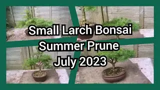 Small Larch Bonsai Summer Prune July 2023