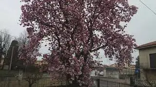 В краю цветущих магнолий💐🌸🏵