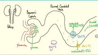 SGLT2 Inhibitors Explained in 3 Minutes