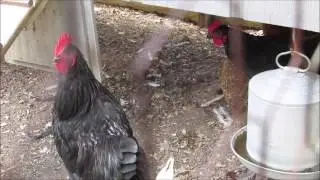 The Not Hens