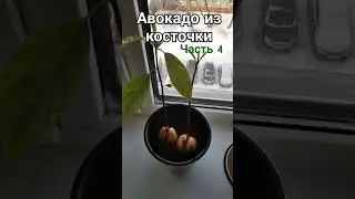 Авокадо 🥑 из косточки. Часть 4. #авокадоизкосточки #растениянаподоконнике #shots