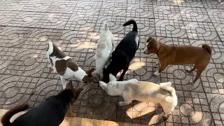 Không biết vụ gì mà tụi cờ hó tụ tập đông đủ quá - Săn được mồi ngon