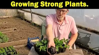 Growing Strong Plants | Strong Root Systems | Green Side Up