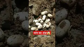 कोबरा का सैकड़ों अंडा😱|| Snake eggs || #snkae #egg #snakeeggs #cobra #shorts #reels #trending #song