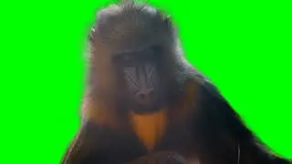 Monkey green screen animation | Mandrill green screen animation | @IGreenScreenThings