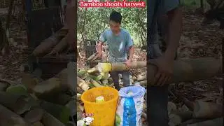 Quick cutting technique for bamboo shoots,crisp and sweet, planting harvest。 竹筍快速切割技巧，一削即好，鮮嫩脆甜，種植收穫