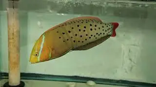 Formosa Wrasse $299