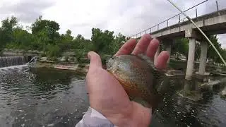 Lifer Quest 2024! Texas Day 1, part 2 - Return to Brushy Creek for Cichlids and Guadalupe Bass!