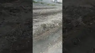 biogumusga pomidor urug'i ekish