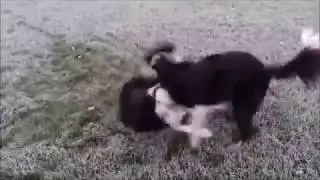 We will Rock you We will Sock you - Oscar and Momo