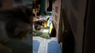 Котята РЕАГИРУЮТ НА ИГРЫ ДЛЯ КОШЕК Ловим мышей! Видео для кошек/Kittens REACT to CAT GAMES