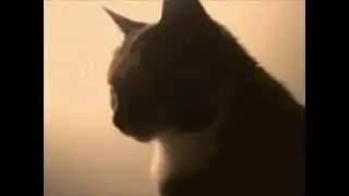 Vita Valentine 001 - a new kitty