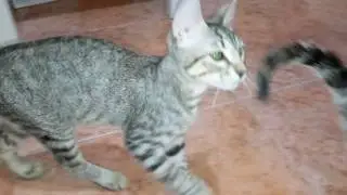 Roy en adopcion