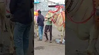 shakira funny dance in public#india