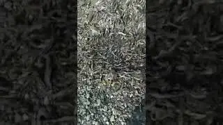 Тонны тухлой рыбы обнаружили на берегу Сахалина