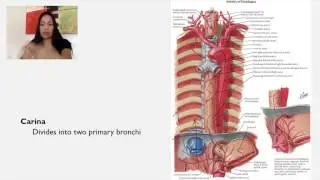 5. The Trachea