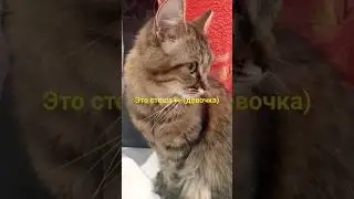 расказал как зовут моих кошек 