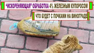 🍇 Как ЖЕЛЕЗНЫЙ КУПОРОС сжигает ПОЧКИ на винограде и как ЗАДЕРЖИВАЕТ их распускание. Мифы или правда?