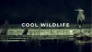 Bill Maynard   Wilderness Photographer - Short Version