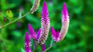 Celosia argentea flower | Celosia argentea plant | Flowers