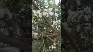 Вишня | Нежная вишня
