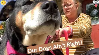 Chasing Our Dogs and Checking Our Mail