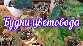будни цветовода// пересадки// болталки// новинки