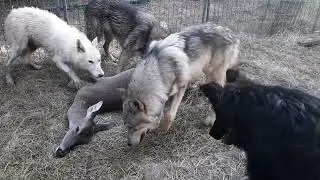 Pack Of Wolfdogs VS Deer Part 3