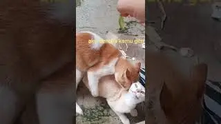 kelakuan gerry 