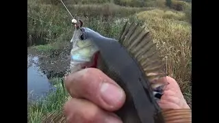 Side-jigging. Fishing in October. Fall perch bite on a jig.