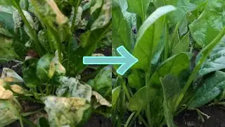 菠菜生病了，怎么快速恢复健康？适合绿叶菜的防病方法！
