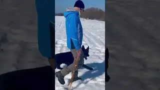 У нас собачий вальс, в исполнении Виктора 😁