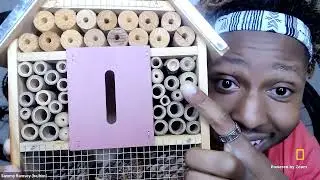 Explorer Classroom | The Buzz about Bees with Sammy Ramsey
