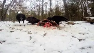 Turkey buzzard & Black buzzards feeding on deer carcass Gopro Hero 3+