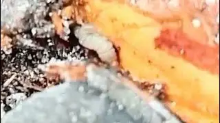 Короед(древоточец) на плодовых деревьях. Я в шоке!!!