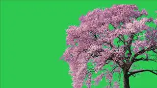 Tree green screen video, Green screen tree, tree green screen effect kinemaster, P-1