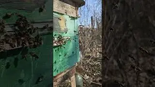 Пчелы Почувствовали Тепло (На Солнце +30) Дагестан #Пчелы