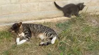 КОТЕНОК НАПАДАЕТ НА БОЛЬШУЮ КОШКУ!