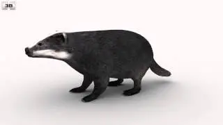 Common Badger (Meles Meles Meles) by 3D model store Humster3D.com
