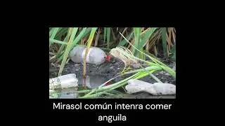 "Mirasol común intenta comer anguila. ¿Podrá?".  #birds #avesdeargentina #shorts
