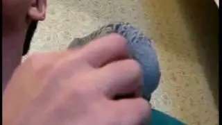 Почухай попугая