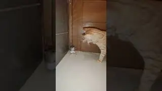 Мортал Комбат с мышью! Двое на одного :)